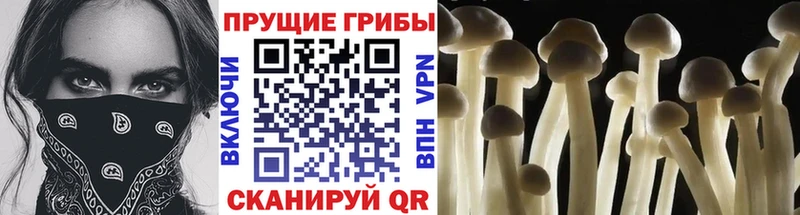 Псилоцибиновые грибы GOLDEN TEACHER  закладка  Жуков 